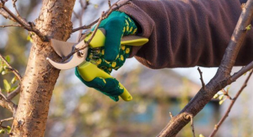 Formování a prořezávání švestek na podzim